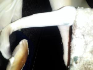 post-48278-0-70969800-1457534859_thumb.j