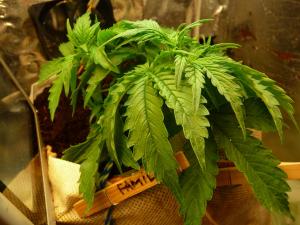 post-49834-0-84030900-1457273210_thumb.j