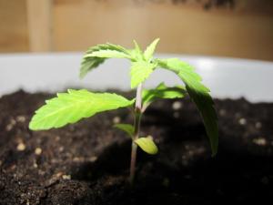 post-50139-0-00519000-1457440504_thumb.j