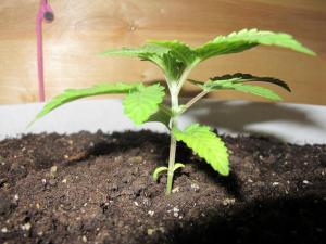 post-50139-0-45864800-1457440819_thumb.j