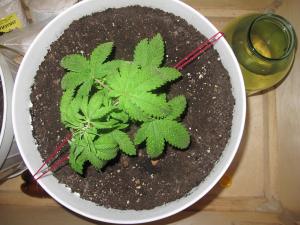 post-50139-0-98446600-1458294174_thumb.j