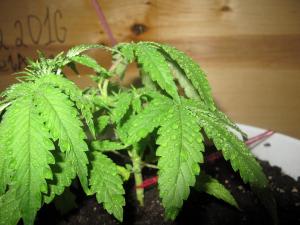 post-50139-0-99142100-1458292335_thumb.j