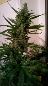 post-52926-0-72402200-1459100061_thumb.j