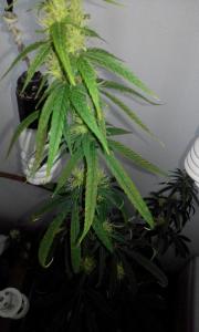 post-53139-0-77292200-1456901611_thumb.j