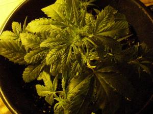 post-54065-0-29514900-1458305570_thumb.j