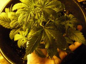 post-54065-0-59399900-1458305572_thumb.j