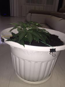 post-54391-0-07600100-1459097852_thumb.j