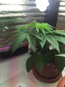 post-54391-0-21489900-1458799245_thumb.j