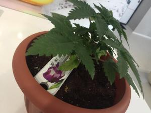 post-54391-0-25956000-1458571372_thumb.j