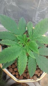 post-54928-0-35669800-1457142999_thumb.j