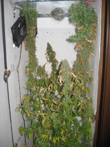 post-6967-0-54631100-1456981243_thumb.jp