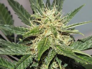 post-4354-0-01336400-1366558382_thumb.jp