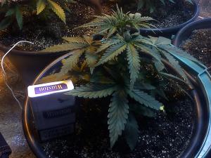 post-5838-0-33898300-1366360794_thumb.jp