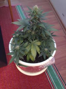 post-6281-0-17480200-1367154880_thumb.jp