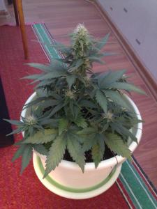 post-6281-0-50252800-1367154912_thumb.jp