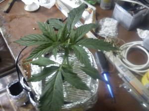 post-6534-0-56948100-1366610092_thumb.jp