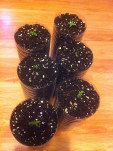 post-6541-0-25100500-1367071619_thumb.jp