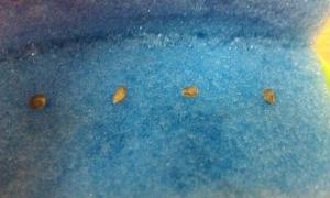 post-7010-0-92635700-1366834332_thumb.jp