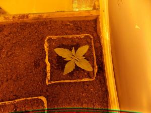 post-7331-0-37619000-1366701462_thumb.jp