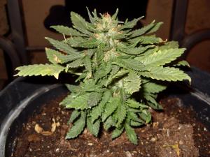 post-14271-0-65618100-1398786281_thumb.j