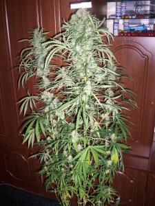 post-6967-0-48621000-1398061412_thumb.jp