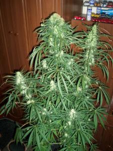 post-6967-0-65643800-1397459523_thumb.jp