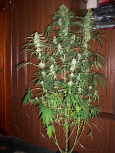 post-6967-0-80578400-1397459527_thumb.jp