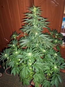 post-6967-0-96086600-1397459536_thumb.jp