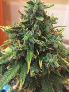 post-17348-0-89576200-1430382826_thumb.j