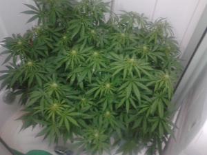 post-25006-0-81846800-1430083865_thumb.j