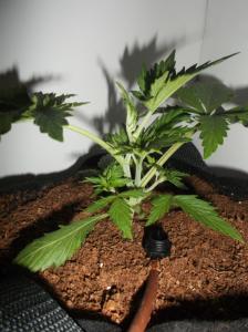 post-25182-0-33951500-1428226276_thumb.j