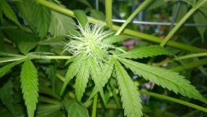 post-34380-0-01848000-1430412109_thumb.j