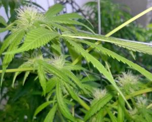 post-34380-0-07659500-1430412152_thumb.j