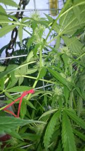 post-34380-0-57543600-1430412102_thumb.j