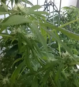 post-34380-0-58695200-1430412153_thumb.j