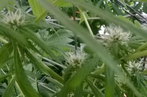 post-34380-0-70841400-1430412113_thumb.j