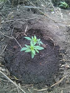 post-34744-0-09849600-1429288665_thumb.j