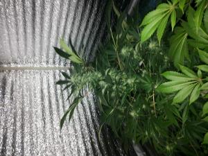 post-39420-0-13807000-1428487869_thumb.j