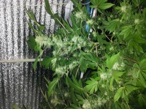 post-39420-0-76098200-1428487902_thumb.j