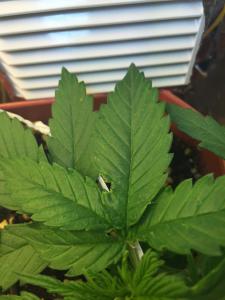 post-40799-0-81587300-1429380545_thumb.j