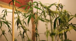 post-40800-0-40808900-1428155321_thumb.j