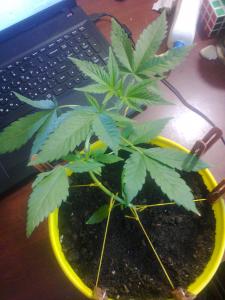 post-41213-0-48497200-1429245503_thumb.j