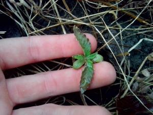 post-41502-0-93887900-1430079585_thumb.j