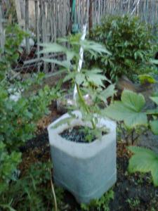 post-14048-0-32192500-1460743647_thumb.j