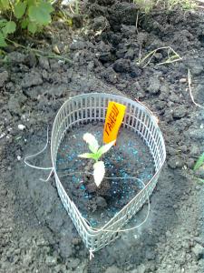 post-14048-0-70390600-1462021088_thumb.j