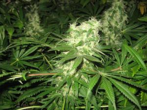 post-34926-0-30160500-1461916658_thumb.j