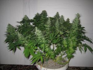 post-34926-0-35941200-1460696755_thumb.j