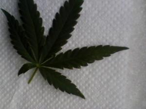 post-43806-0-72820900-1460971587_thumb.j