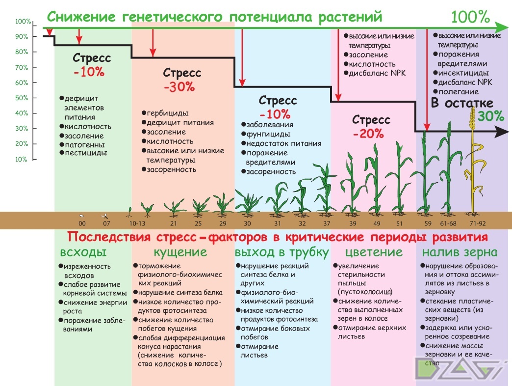 Потенциальное растение