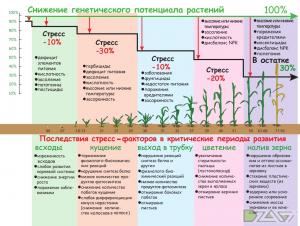 Дайте 10% лишней воды стечь сквозь дно лотка. Это предотвратит ядовитое отложение удобрений